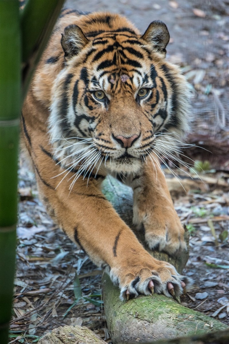 Sumatran Tiger _Mohan -Sac Zoo